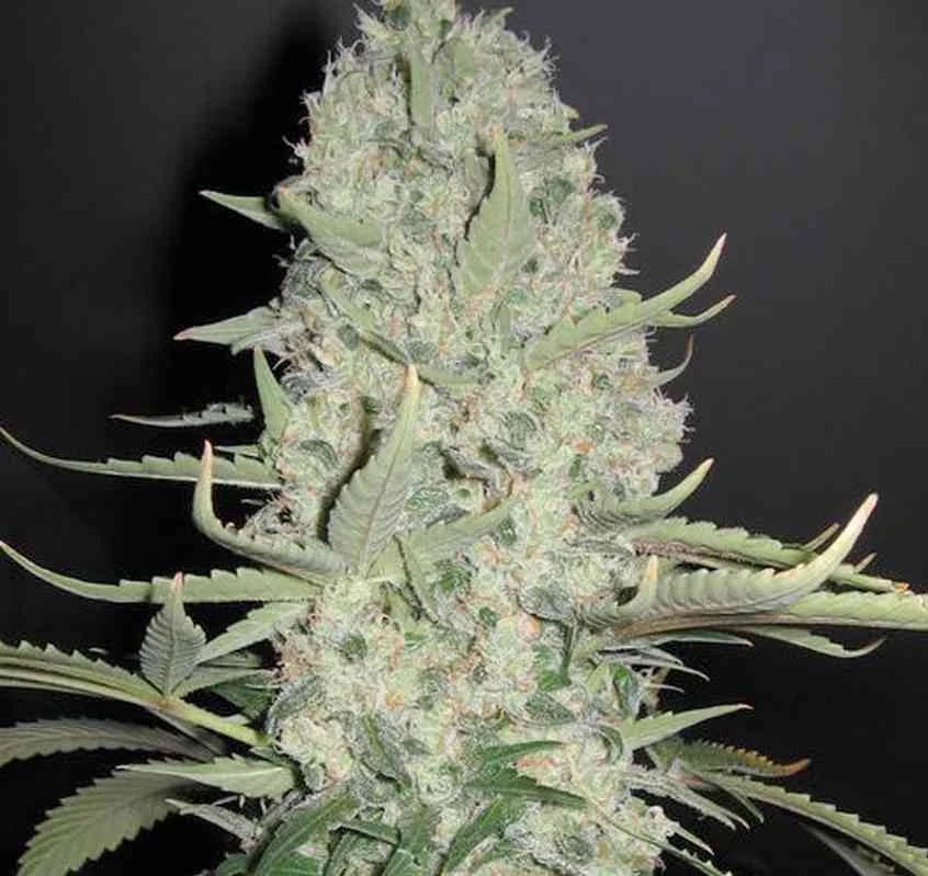 White Widow
