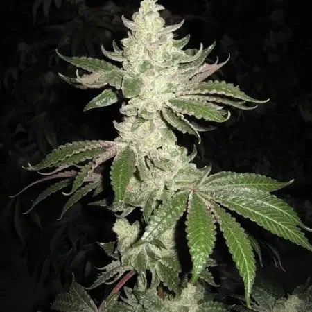 Sfv Og