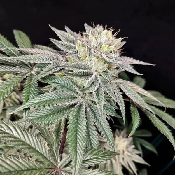 Golden Truffle 2