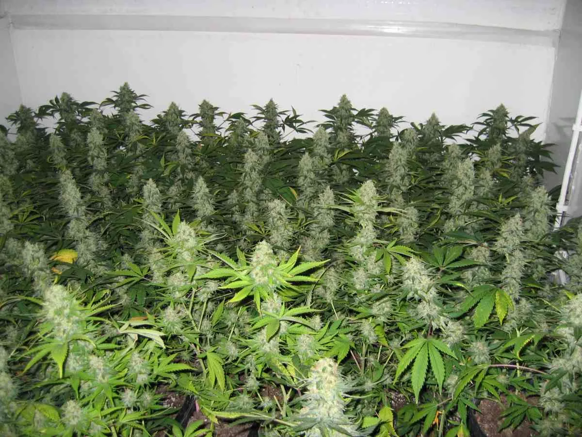Masterkush