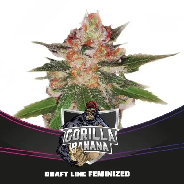 Banana Gorilla