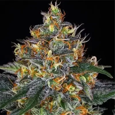 London Cream Cake