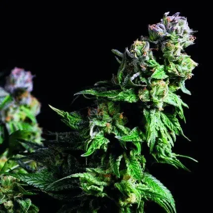 Purple Urkle 3