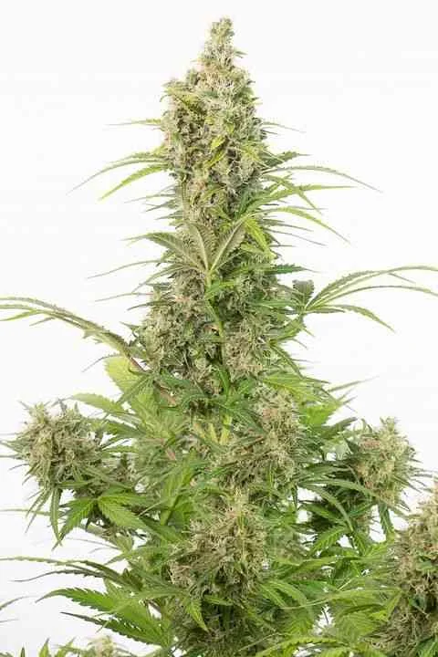 White Widow Cbd 2