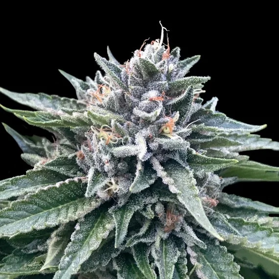 Sorbet 4 2