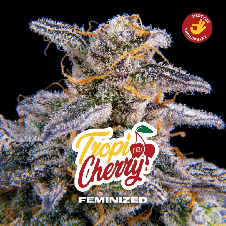 Tropi Cherry Bsf