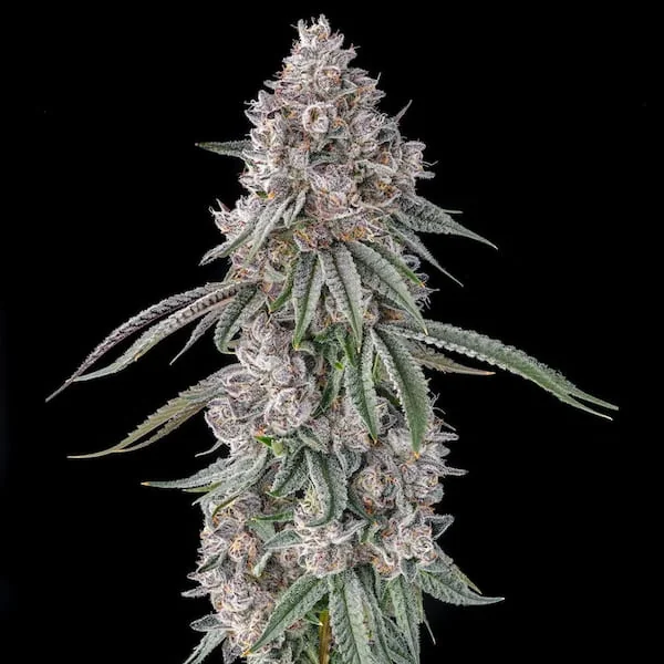 Lemon Chain 2