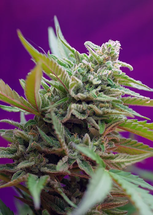 Black Jack