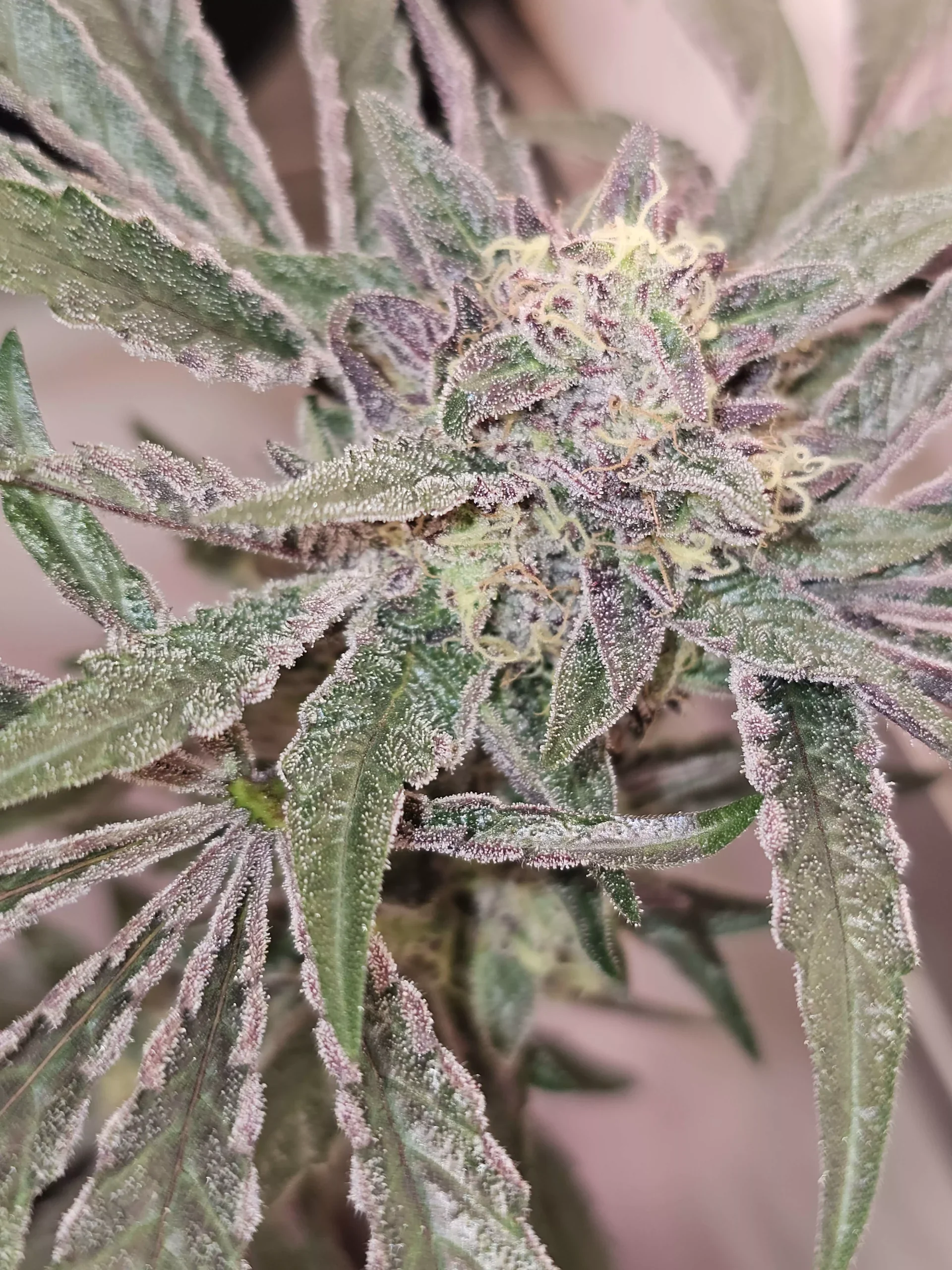 Pink Sherb 3