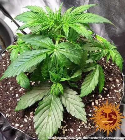 Lsd 3