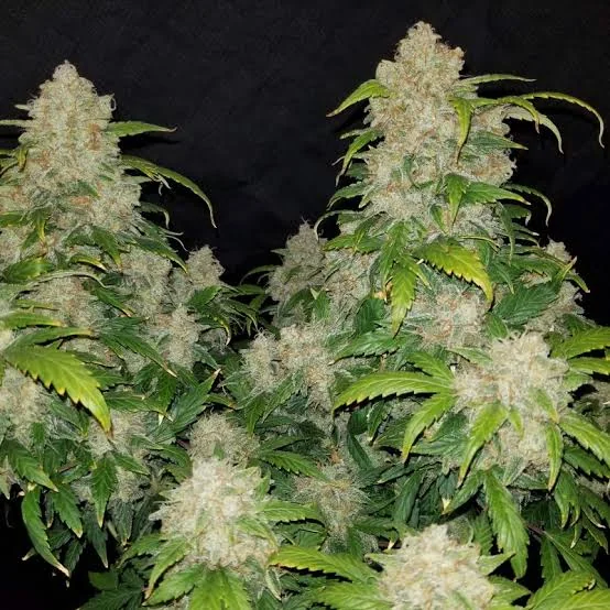 Lemon Zkittlez 4