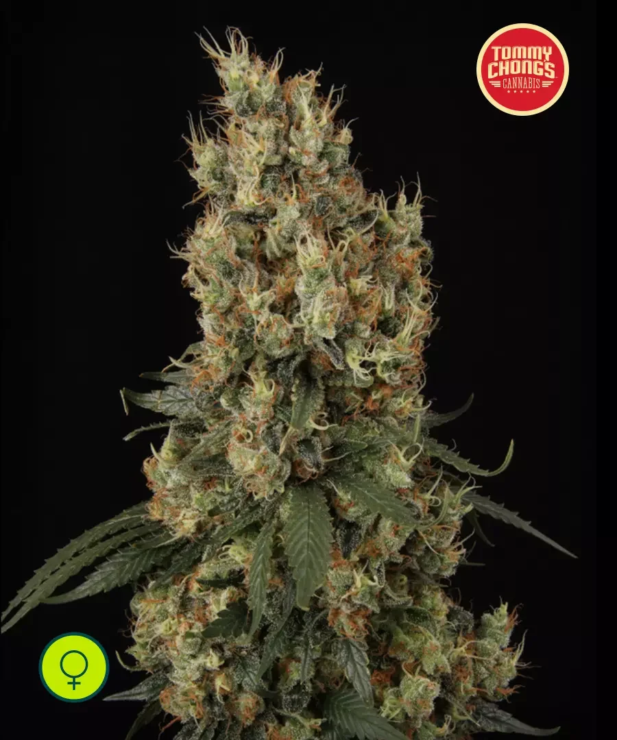 Mendocino Skunk