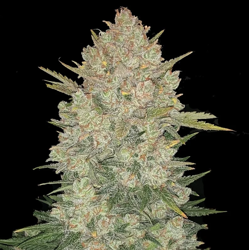 Double Og Haze 3