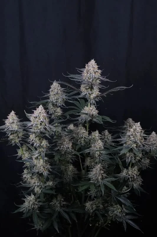 Guava Sundae 3