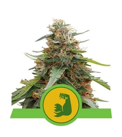 Hulkberry 5