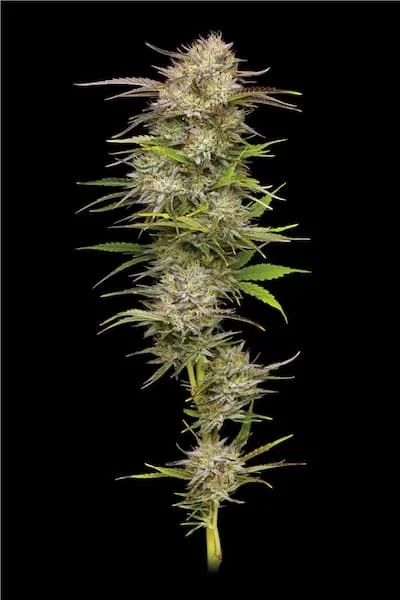 California Haze