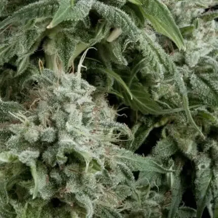 Northern Lights