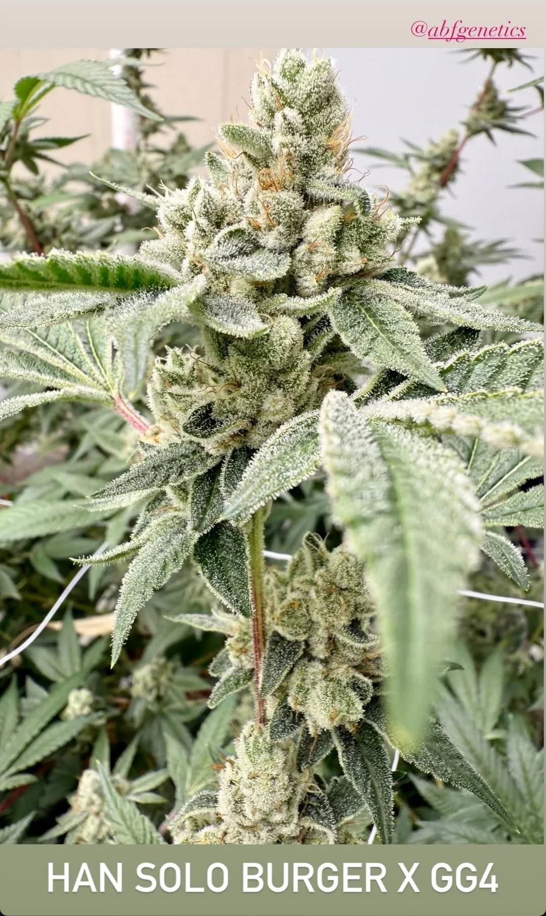 Gorilla Fett 4
