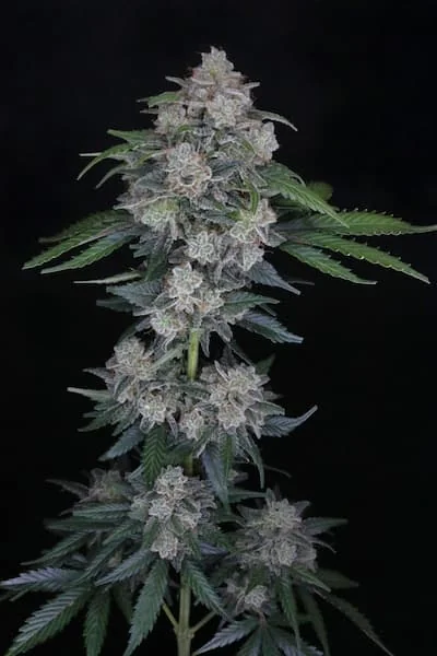 Mak Og