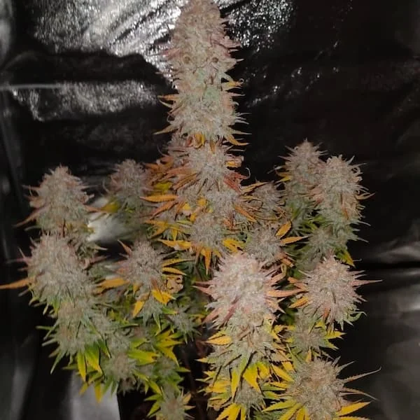 Sticky Gorilla 4