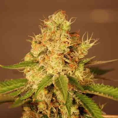 Diesel 2