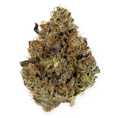Gelato 5