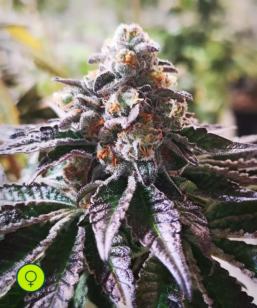 Purple Punch Cookies 3