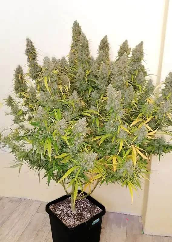 Critical Orange Punch