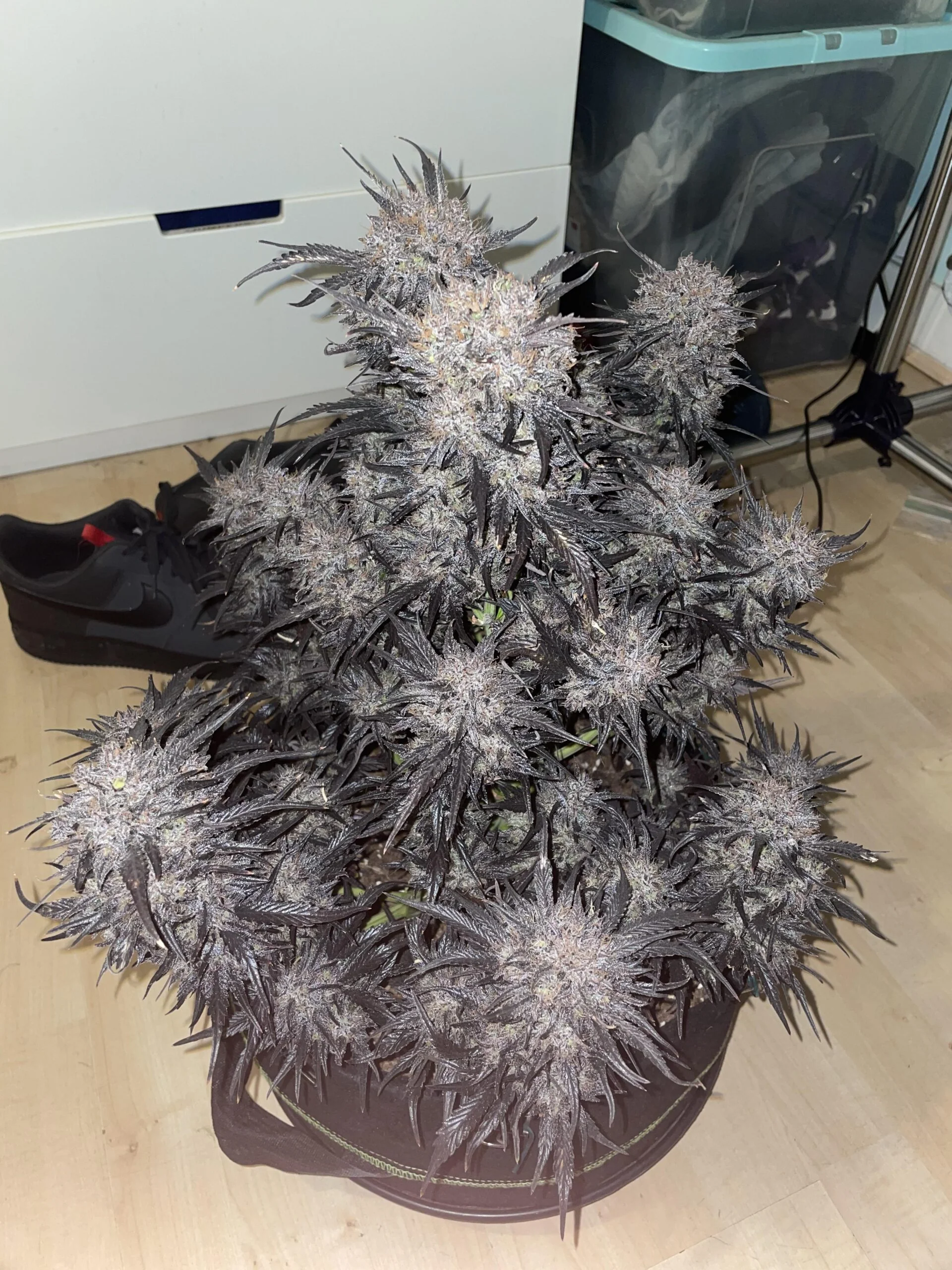 Black Gelato 3