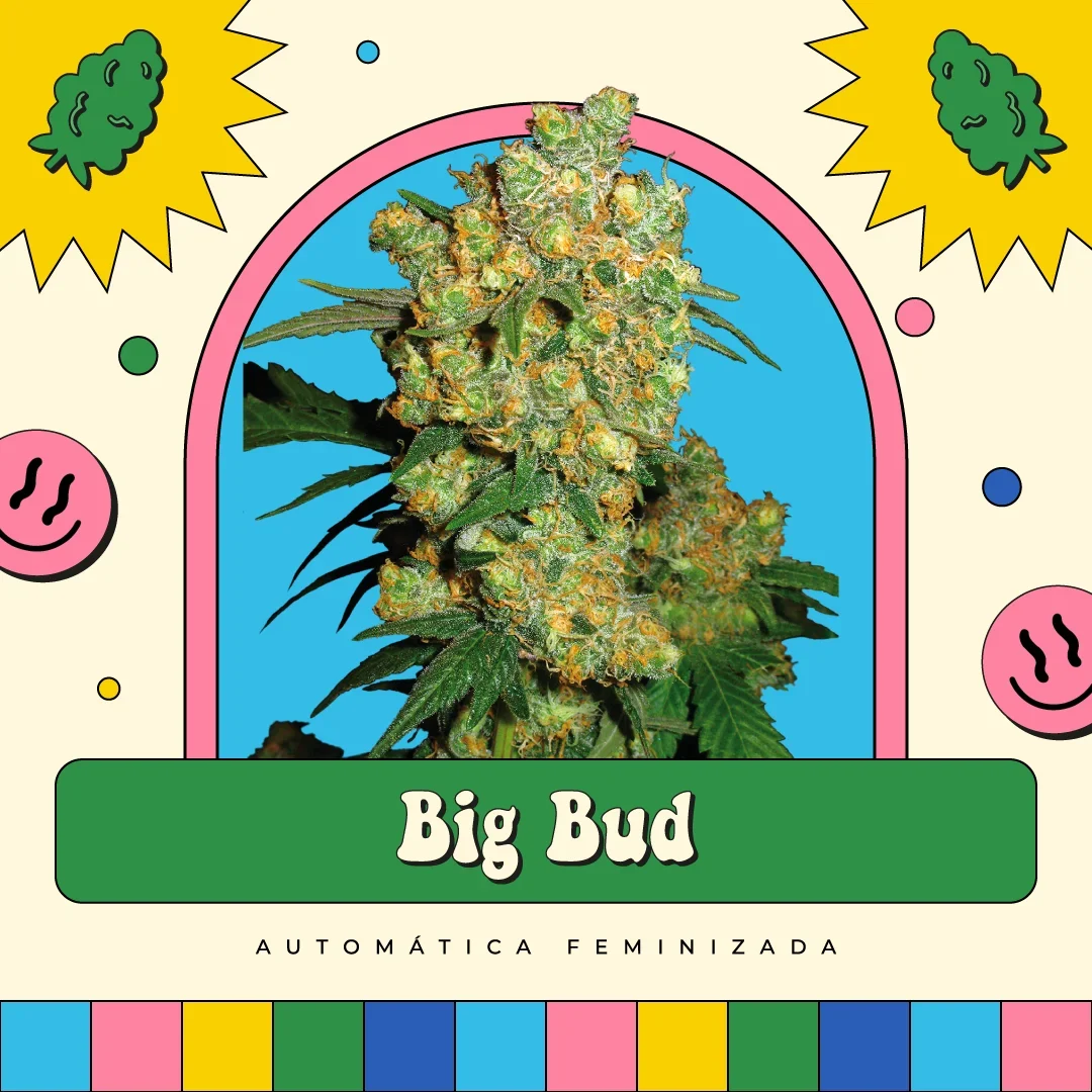 Big Bud