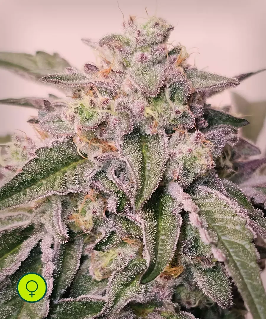 Pink Pie 5