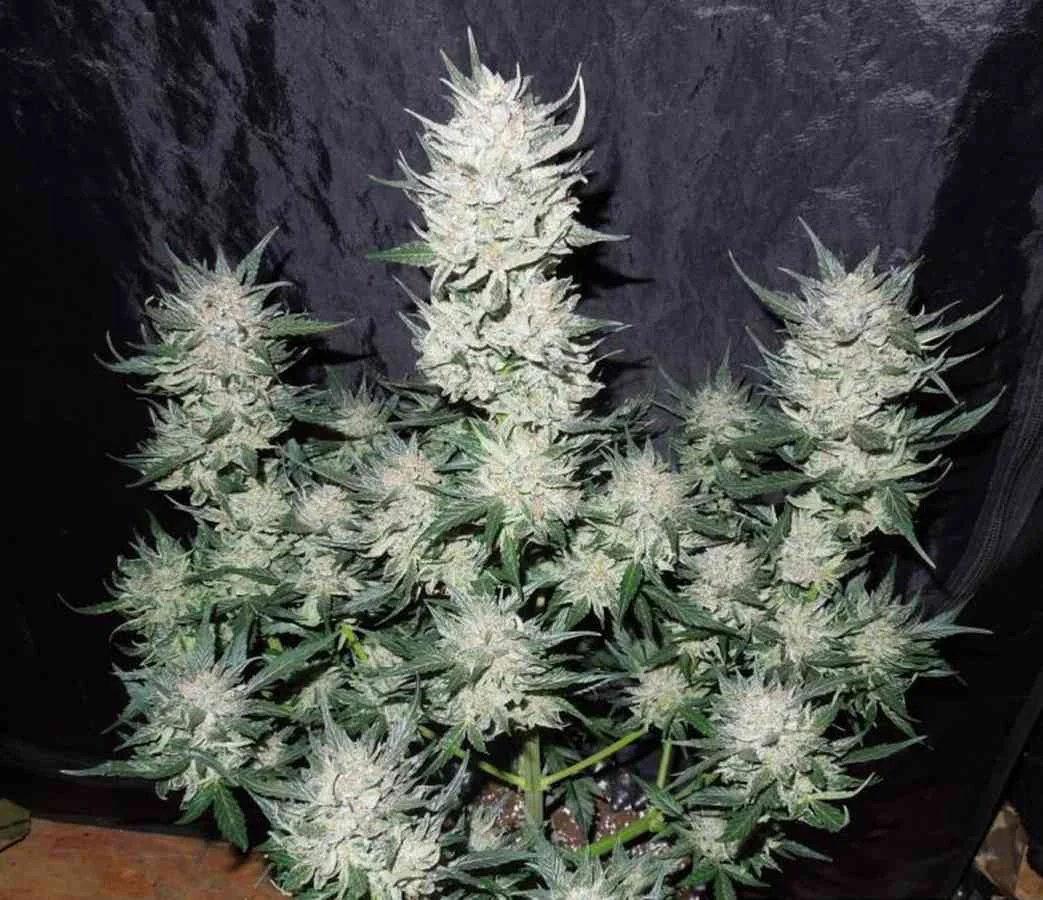 Blue Mazar 4