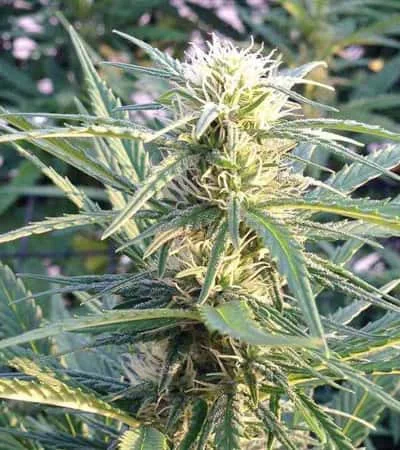 Lemon Og Kush 3