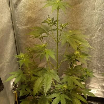 Cherry Pie 3