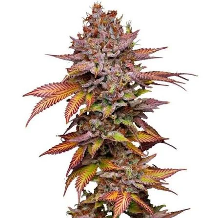 Poison Runtz