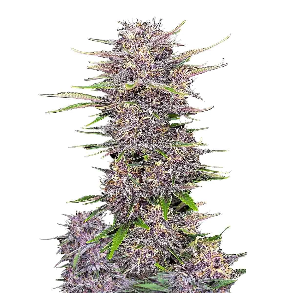 Banana Purple
