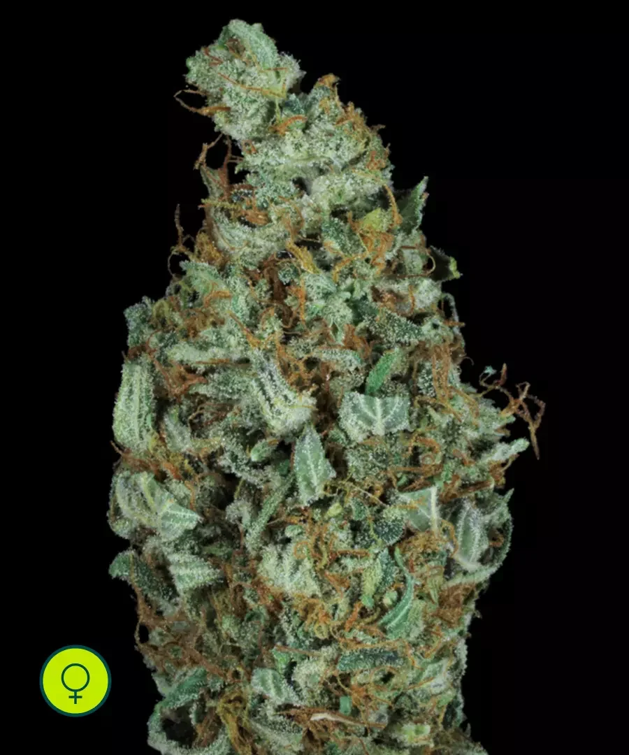 Sensi Star