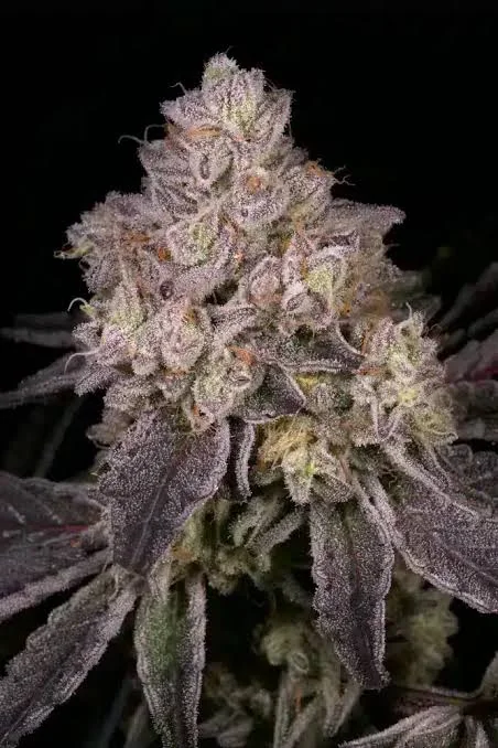 Empress 3