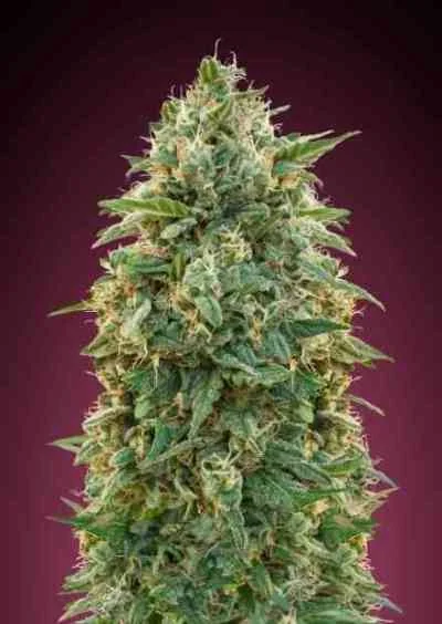 Amnesia 4