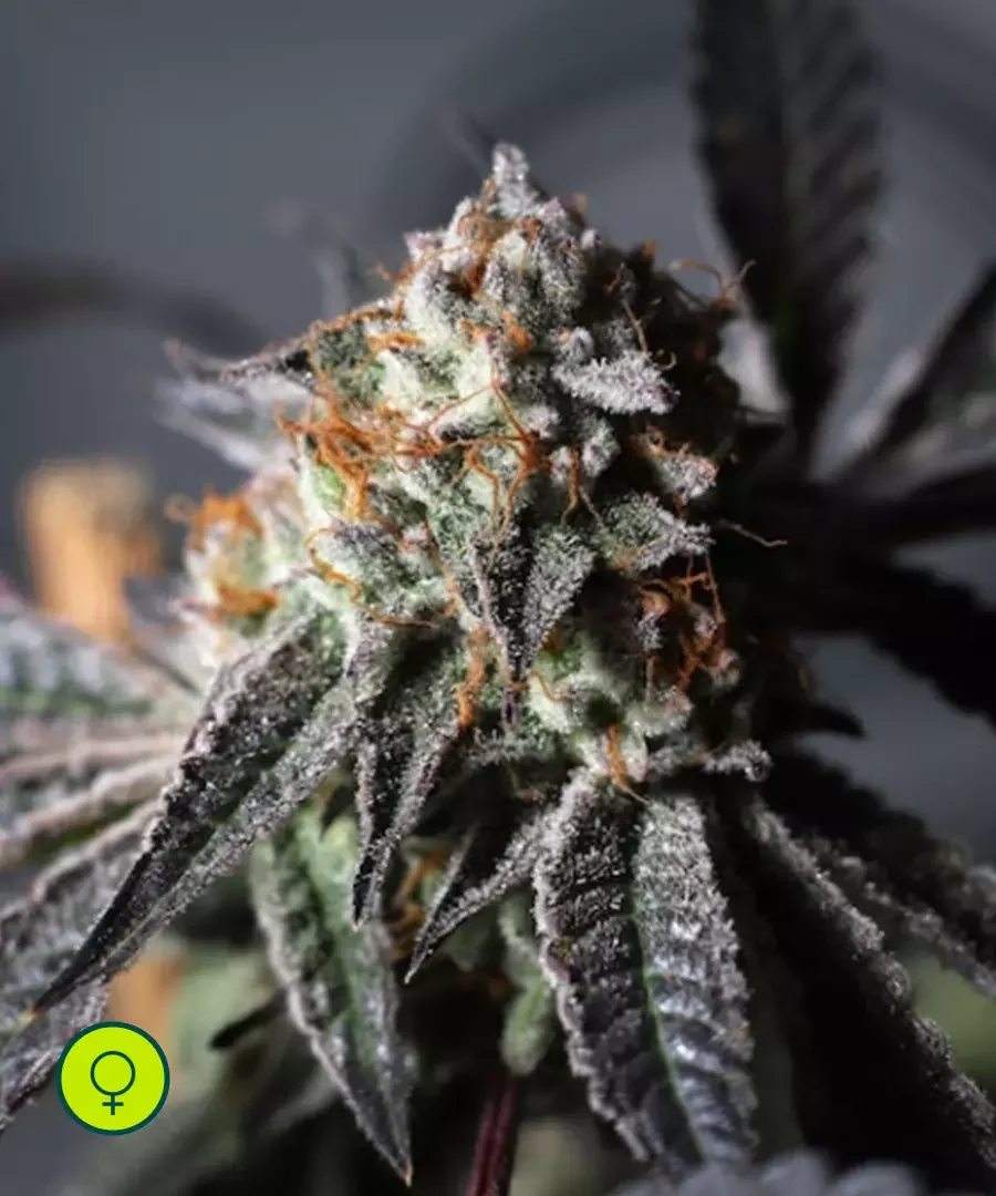 Purple Punch Og 4