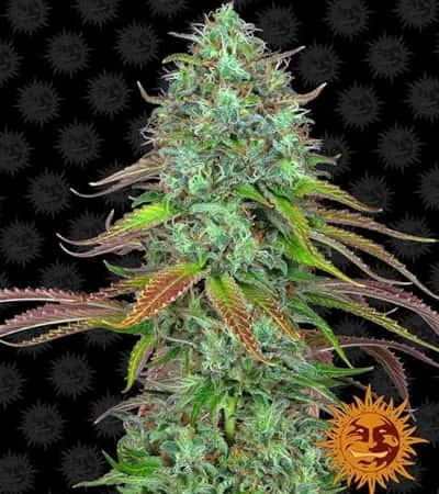 Lsd