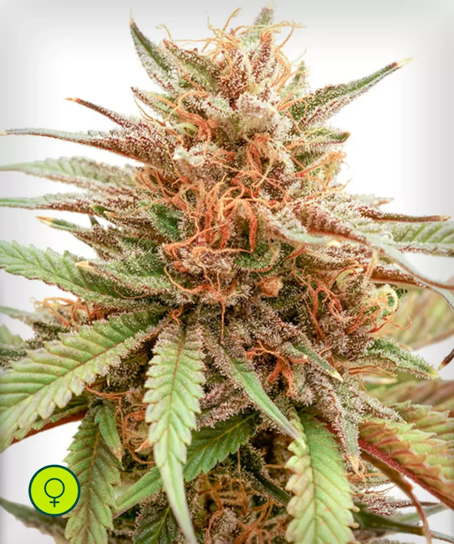 Durban Dew