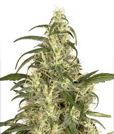 Skunk 11