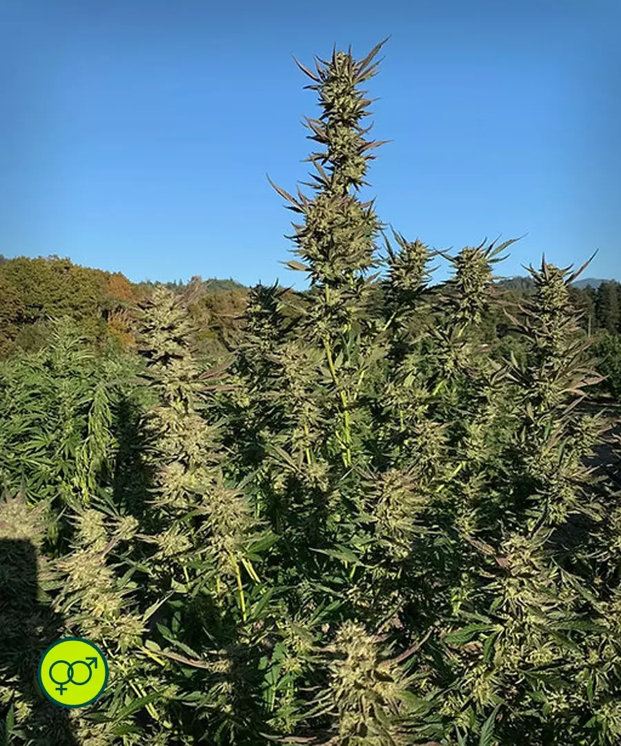 Humboldt Og