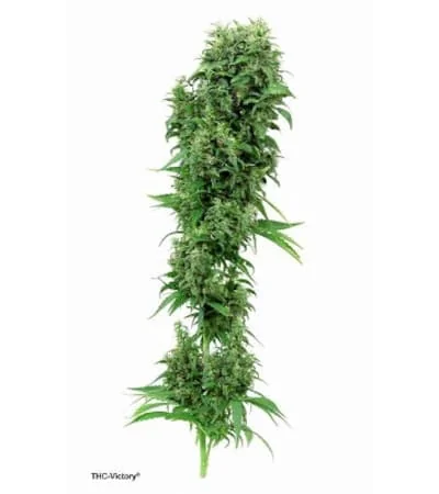 Thc Victory 3