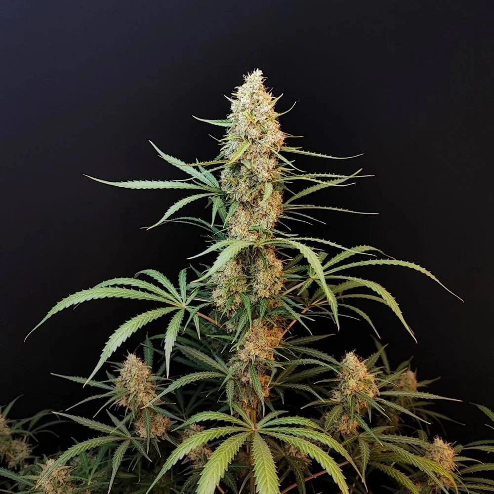 Jack Herer