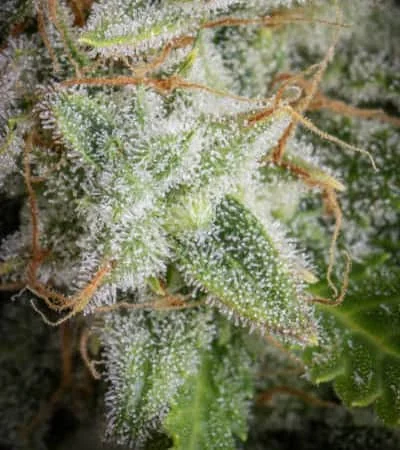 Orange Sherbet 4