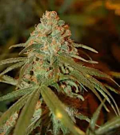 Lemon Skunk 3