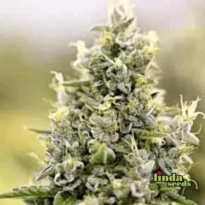 Amnesia Haze