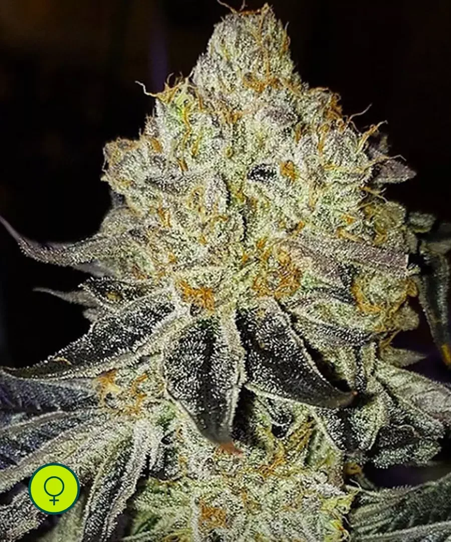Mandarin Zkittlez R1 2